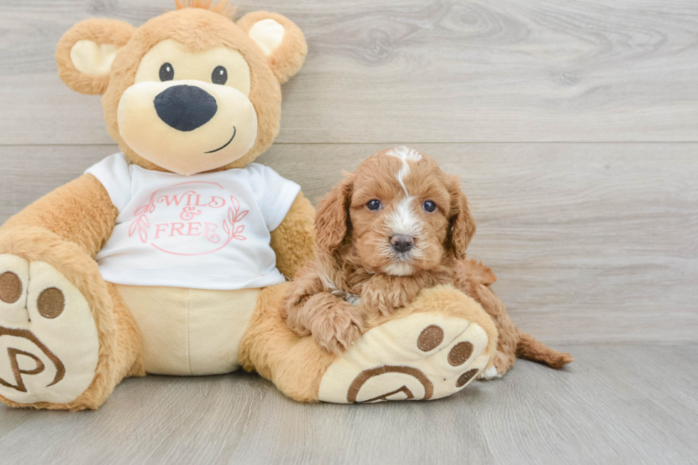 Popular Cavapoo Poodle Mix Pup
