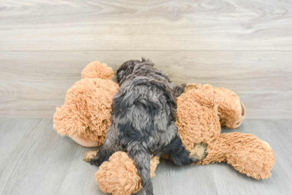 Cute Cavapoo Baby