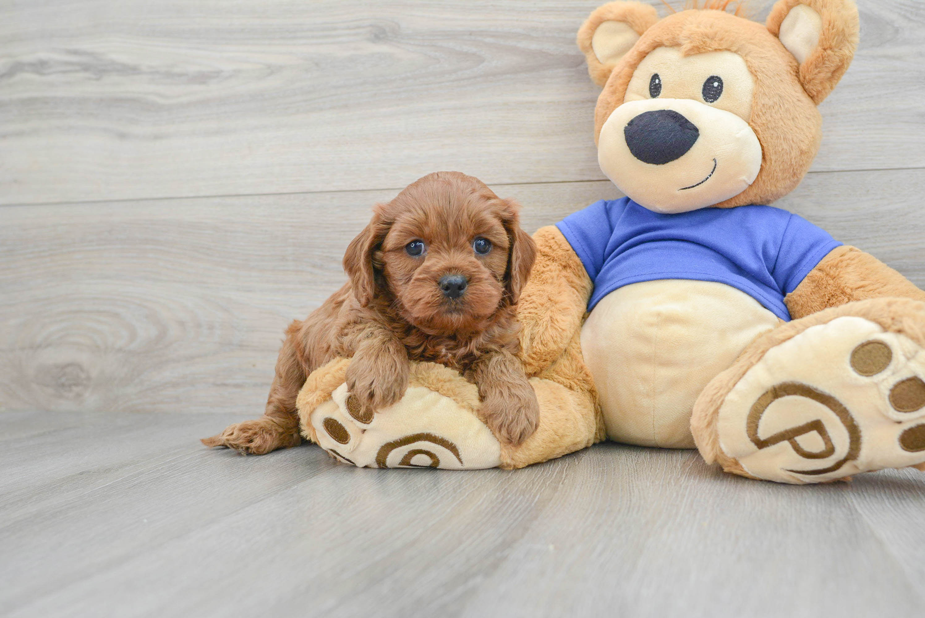Cavapoo Puppy for Adoption