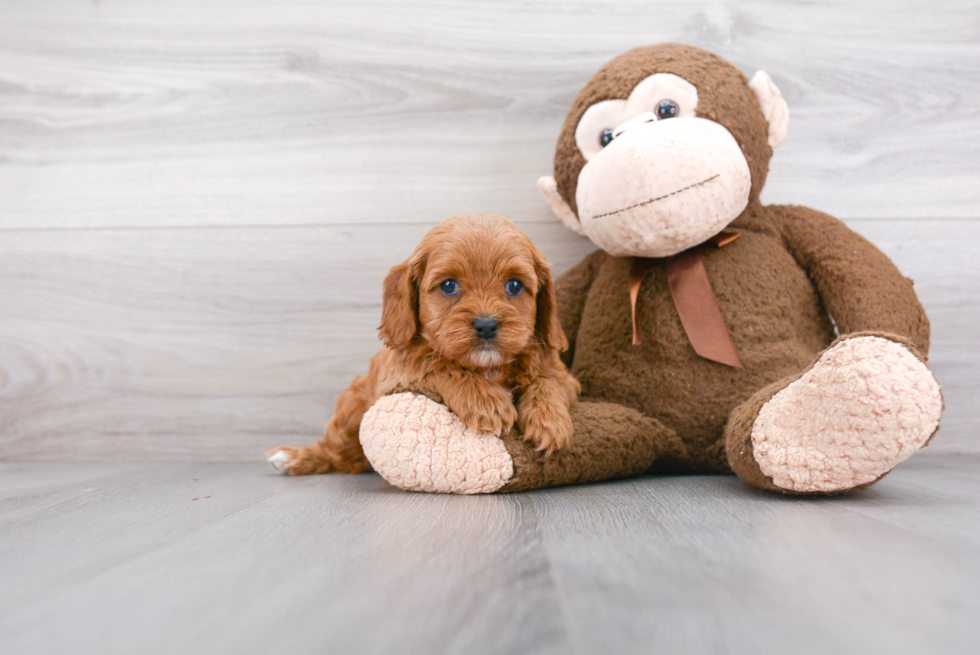 Adorable Cavoodle Poodle Mix Puppy