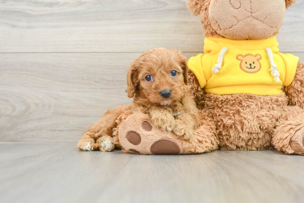 Adorable Cavalier King Charles Spaniel and Poodle Mix Poodle Mix Puppy