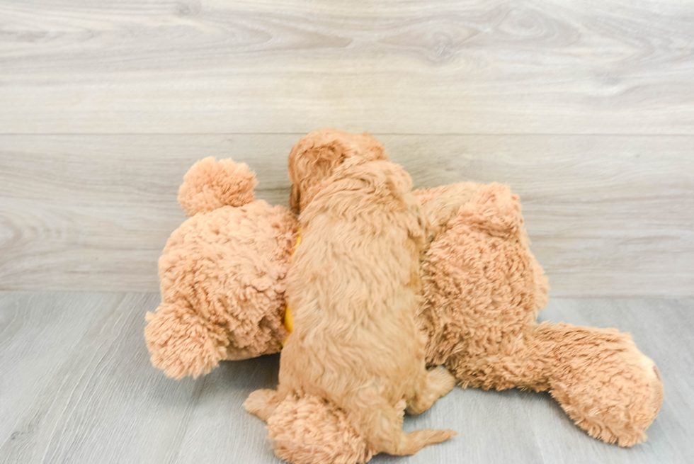 Petite Cavapoo Poodle Mix Pup