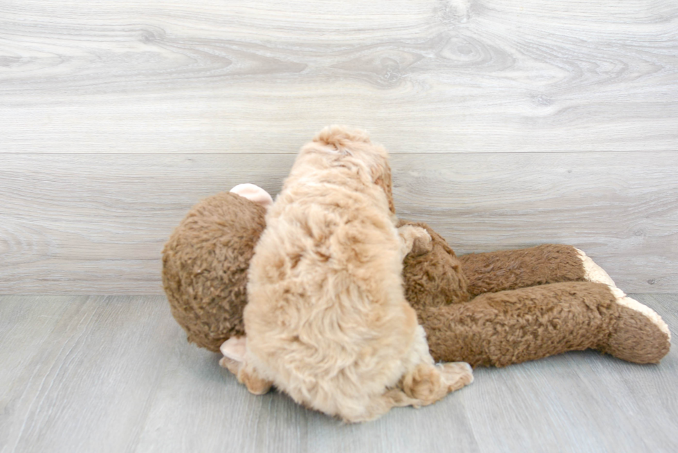 Cavapoo Pup Being Cute