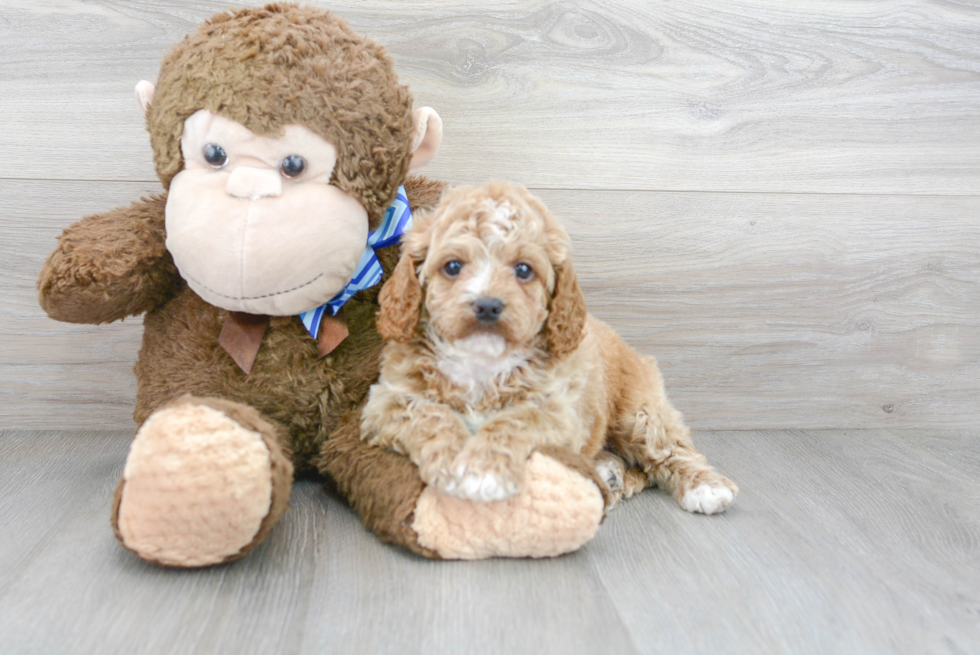 Sweet Cavapoo Baby