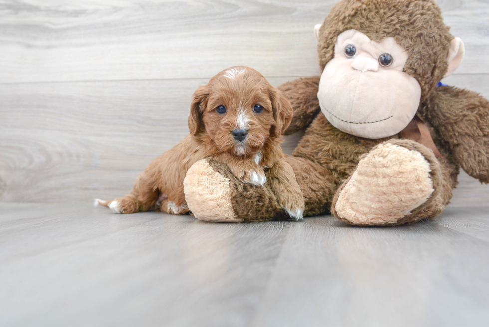 Cavapoo Pup Being Cute