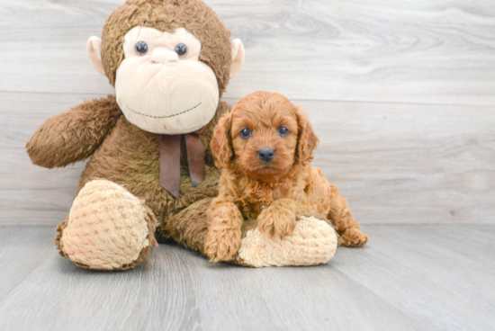 Popular Cavapoo Poodle Mix Pup