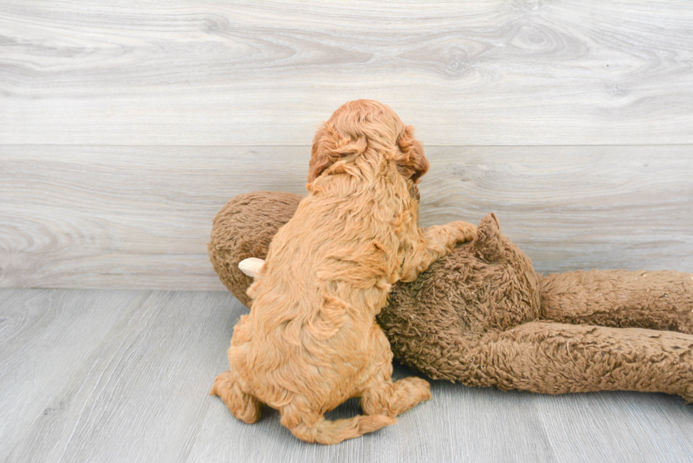 Little Cavoodle Poodle Mix Puppy