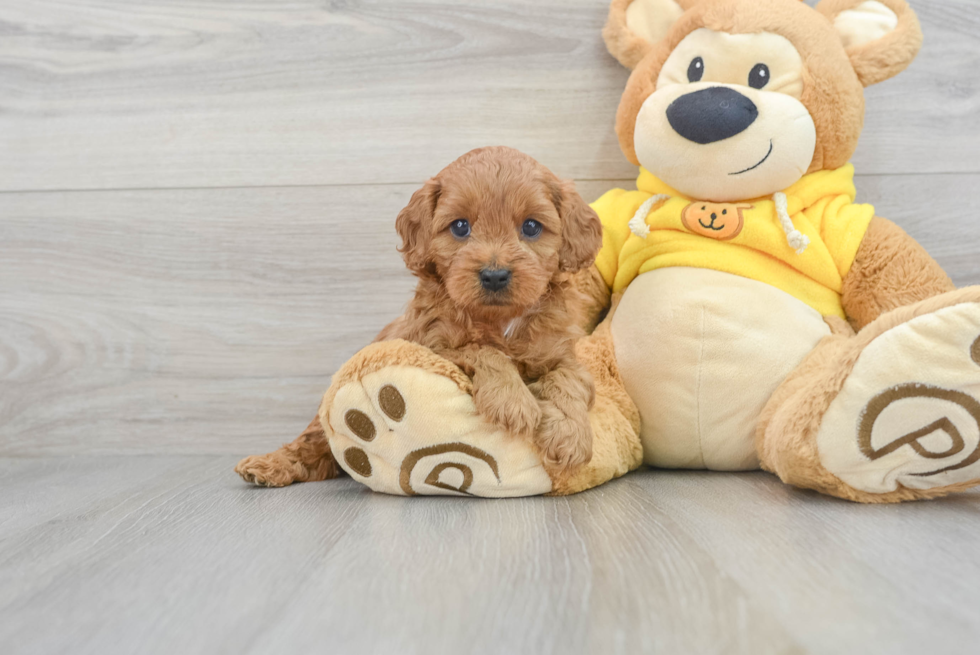 Cavapoo Pup Being Cute