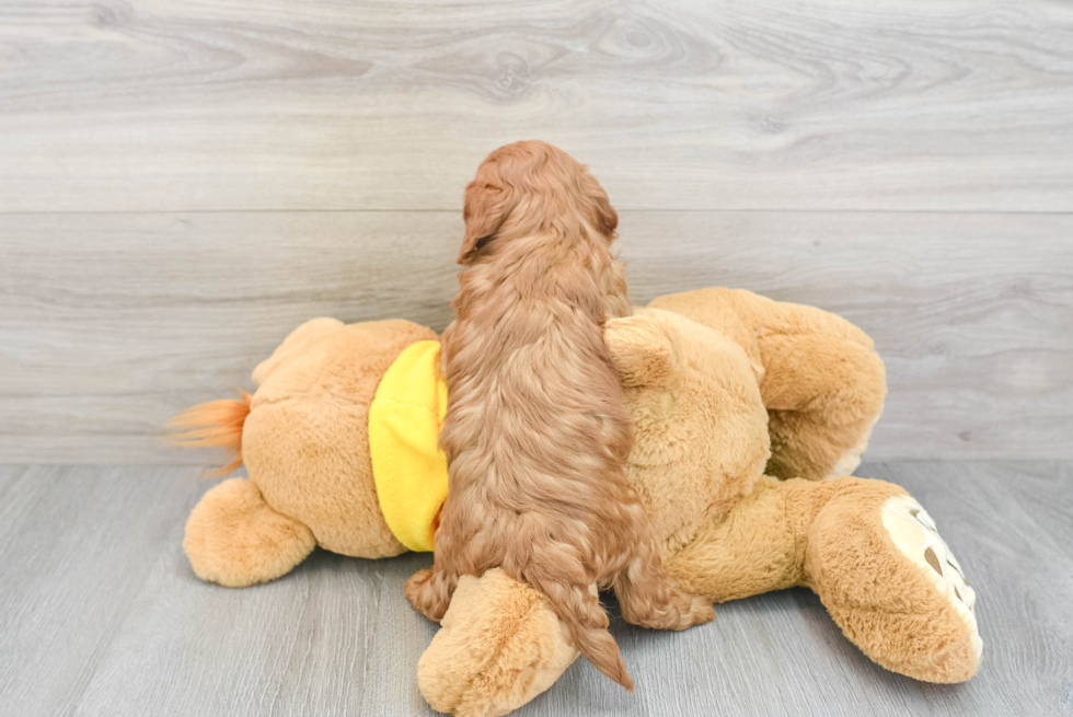 Fluffy Cavapoo Poodle Mix Pup