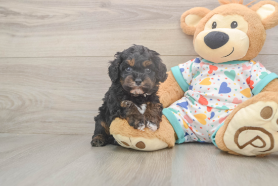 Cavapoo Puppy for Adoption