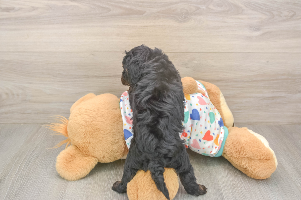 Cavapoo Pup Being Cute