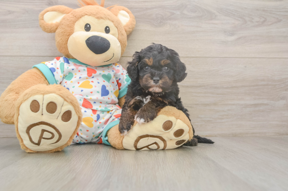 Smart Cavapoo Poodle Mix Pup