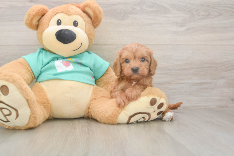 Energetic Cavoodle Poodle Mix Puppy