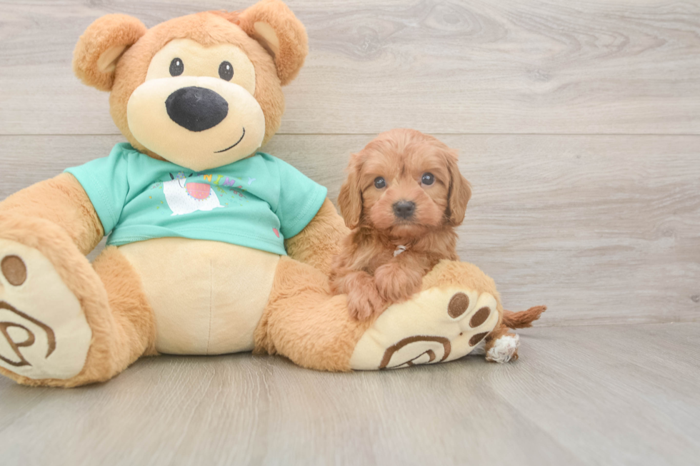 Energetic Cavoodle Poodle Mix Puppy