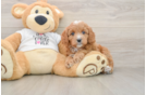 Cavapoo Puppy for Adoption