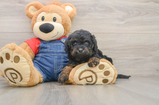 IGGY, a Cavapoo littermate