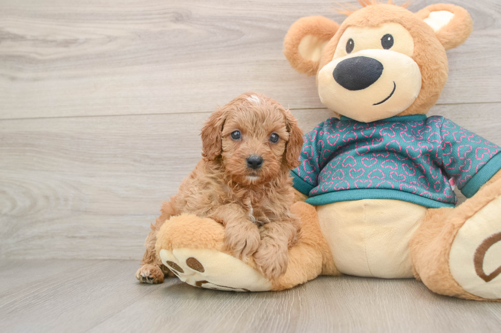 Cavapoo Puppy for Adoption