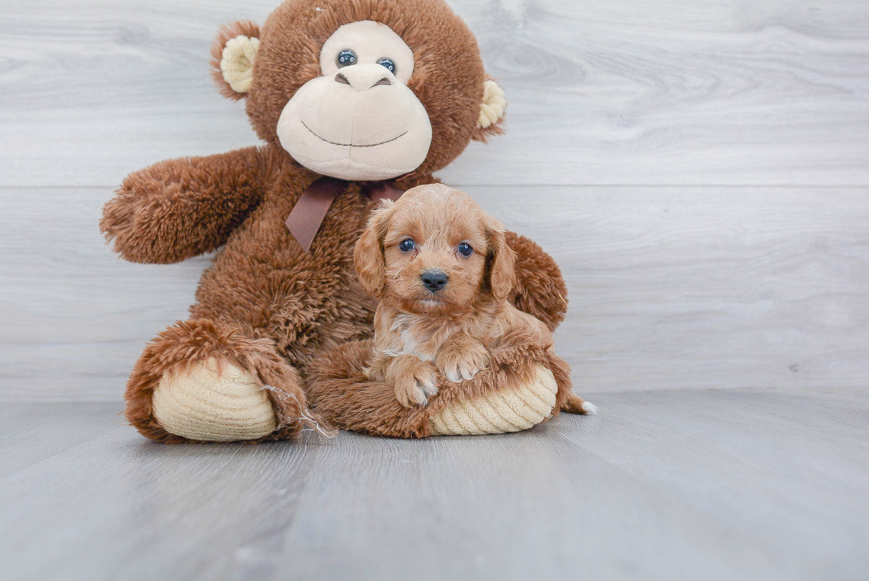 Petite Cavapoo Poodle Mix Pup