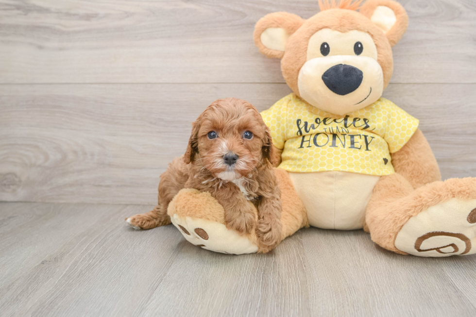 Cavapoo Pup Being Cute