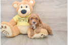 Popular Cavapoo Poodle Mix Pup