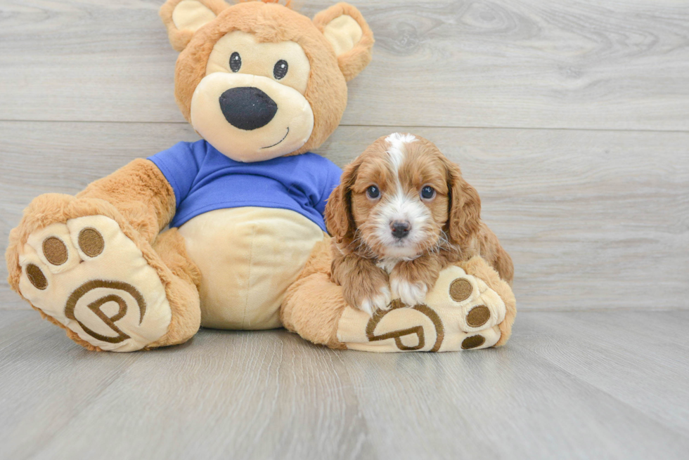 Small Cavapoo Baby