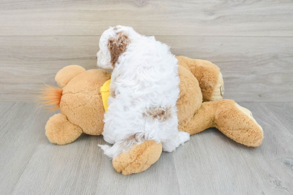 Cavapoo Puppy for Adoption