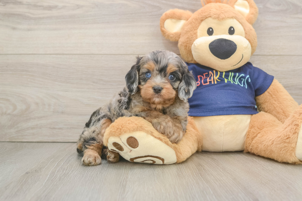 Fluffy Cavapoo Poodle Mix Pup