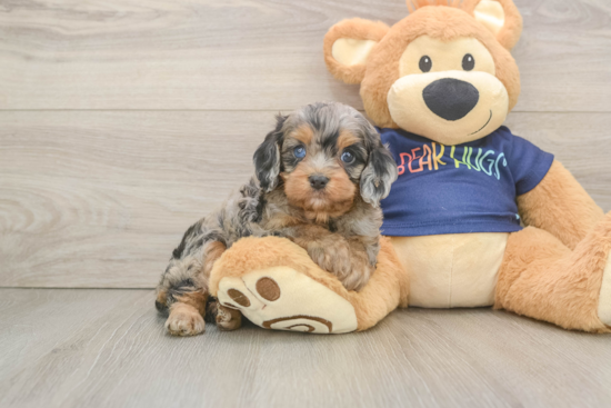Fluffy Cavapoo Poodle Mix Pup