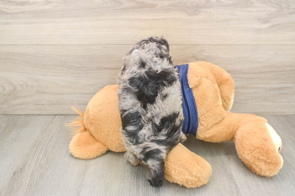 Popular Cavapoo Poodle Mix Pup