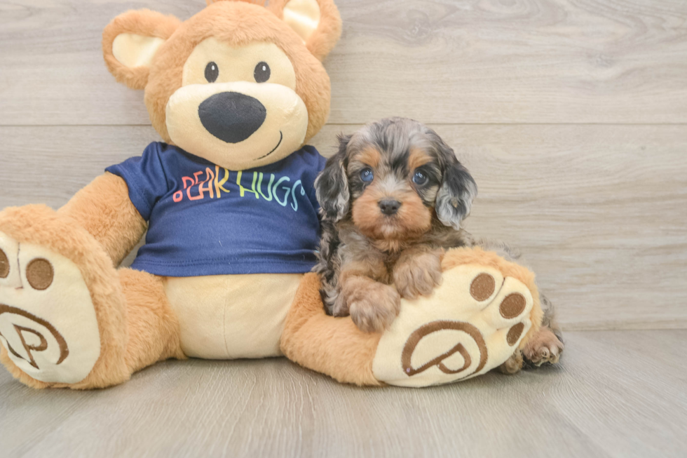 Cavapoo Puppy for Adoption