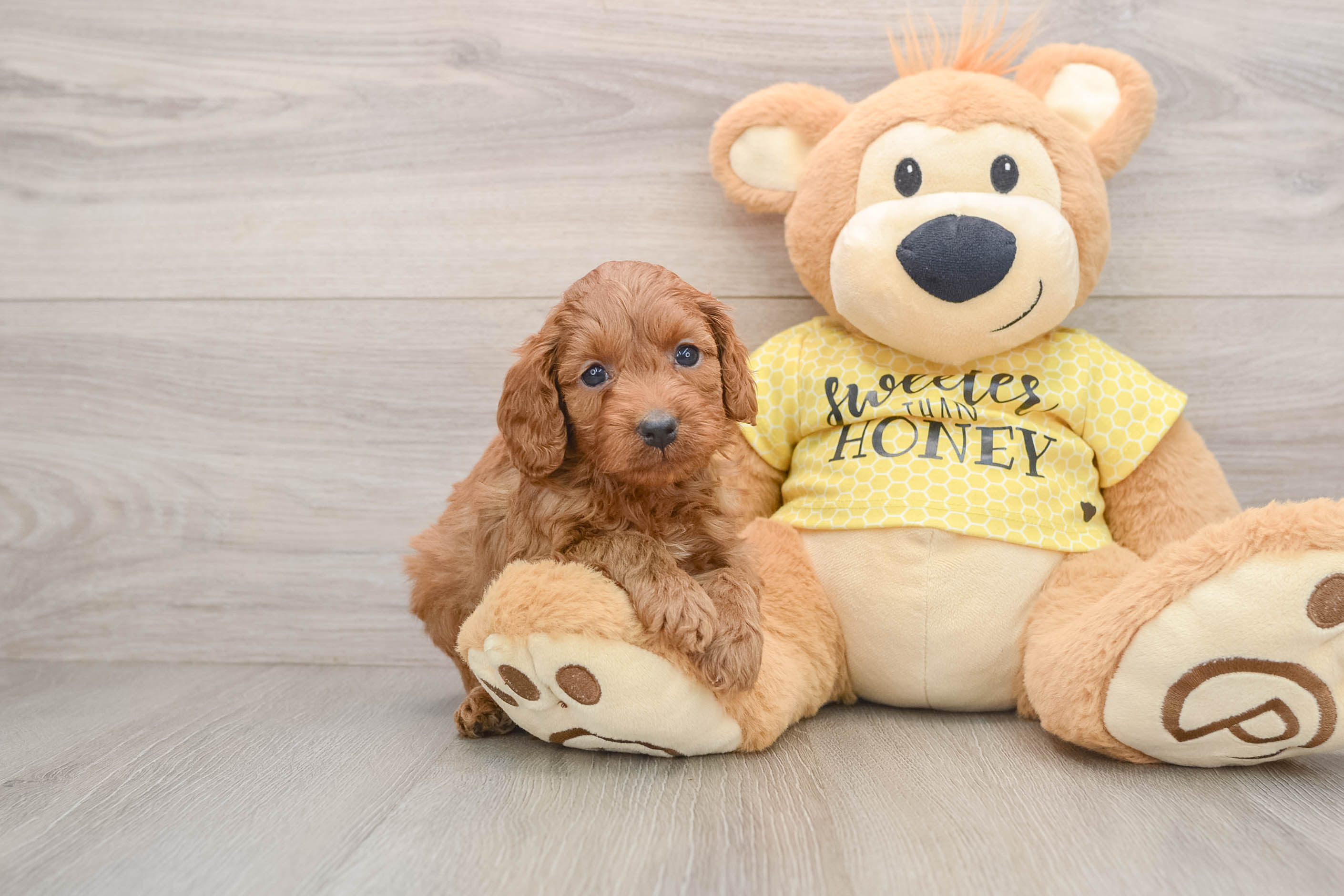 Best Cavapoo Baby