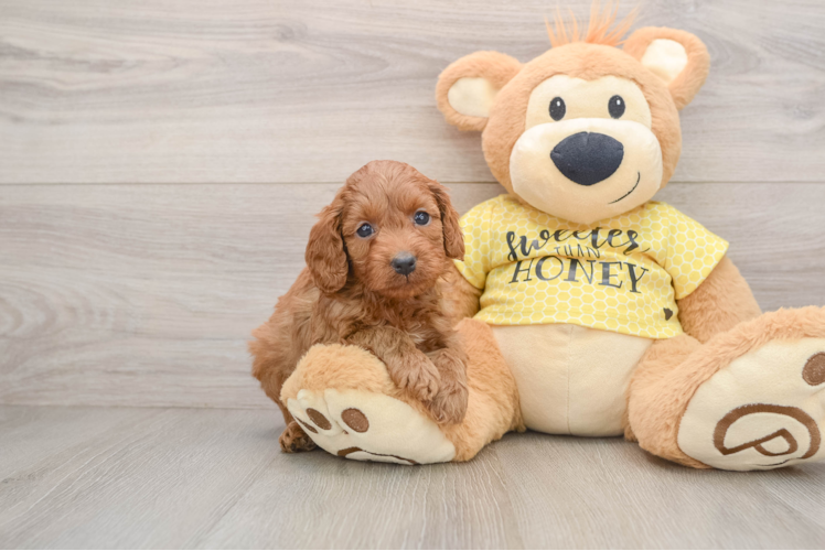 Best Cavapoo Baby