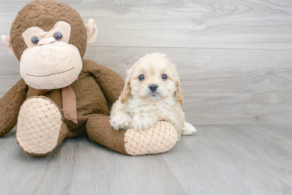 Cavapoo Pup Being Cute