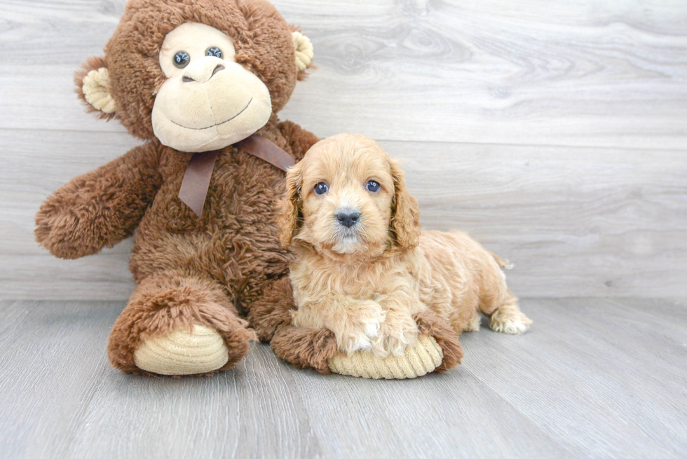 Best Cavapoo Baby