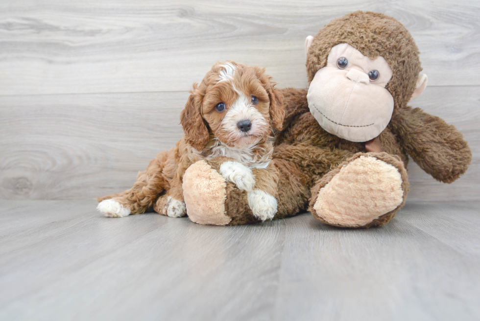 Cavapoo Puppy for Adoption