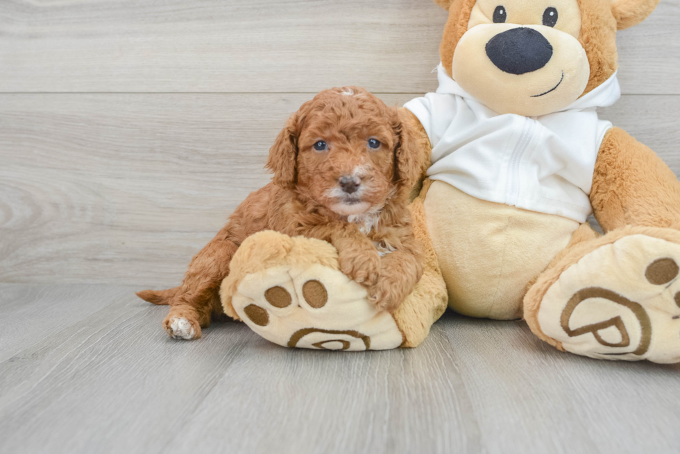 Hypoallergenic Cavoodle Poodle Mix Puppy