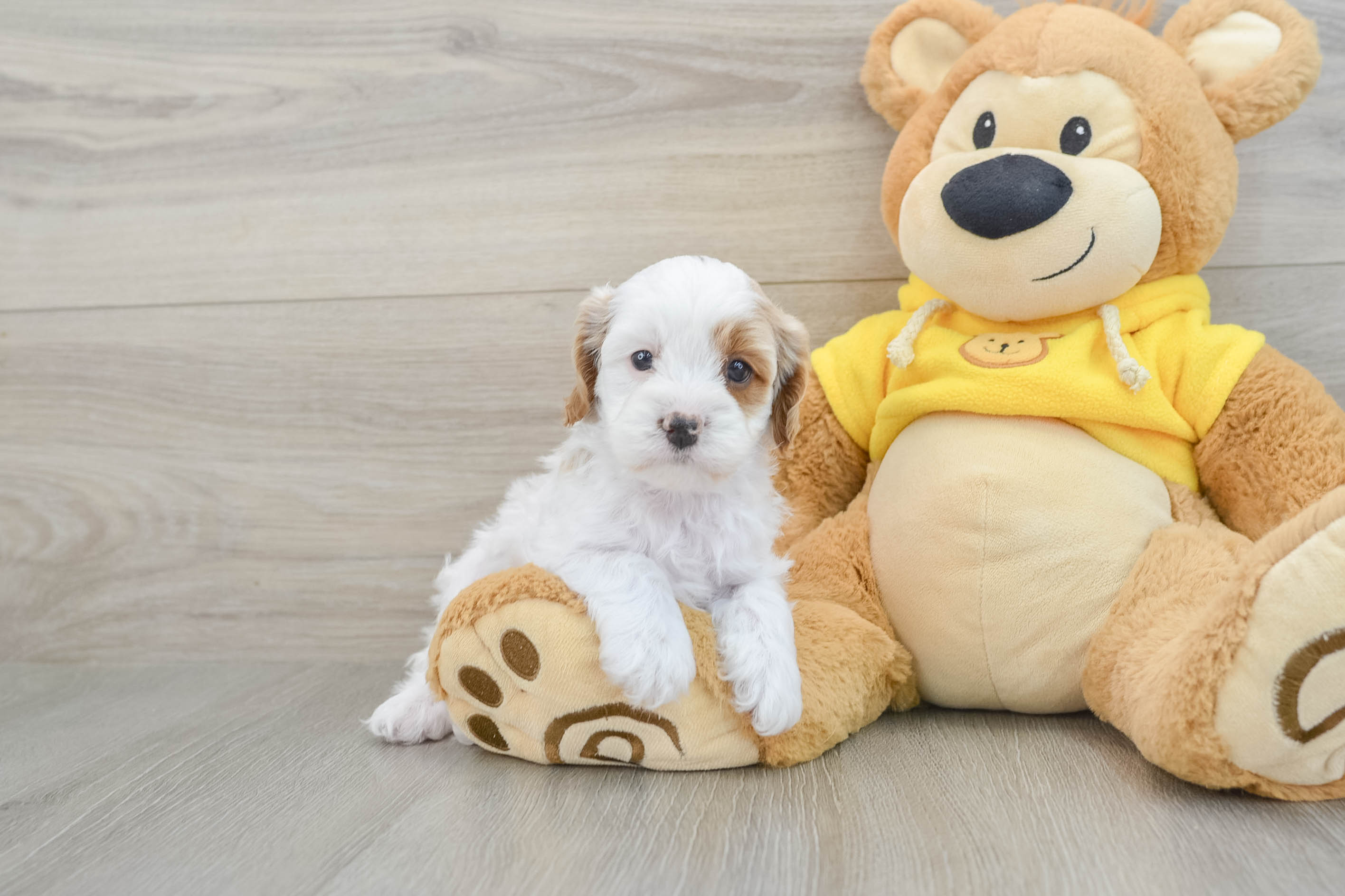 Cavapoo Puppy for Adoption