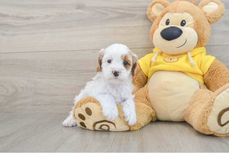 Cavapoo Puppy for Adoption