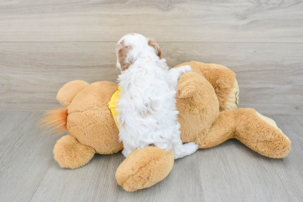 Cavapoo Puppy for Adoption