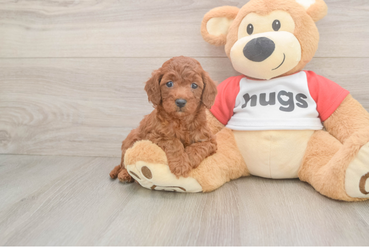 Friendly Cavapoo Baby