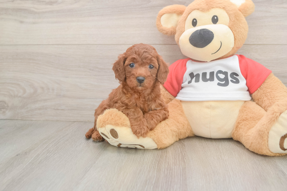 Friendly Cavapoo Baby