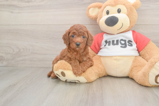 Friendly Cavapoo Baby