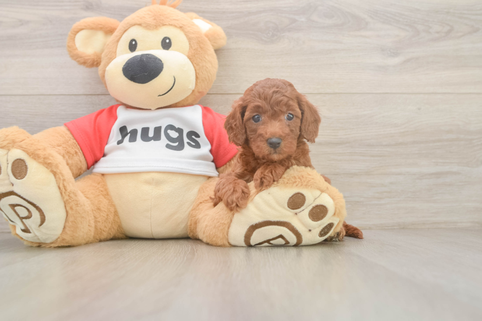 Cavapoo Puppy for Adoption