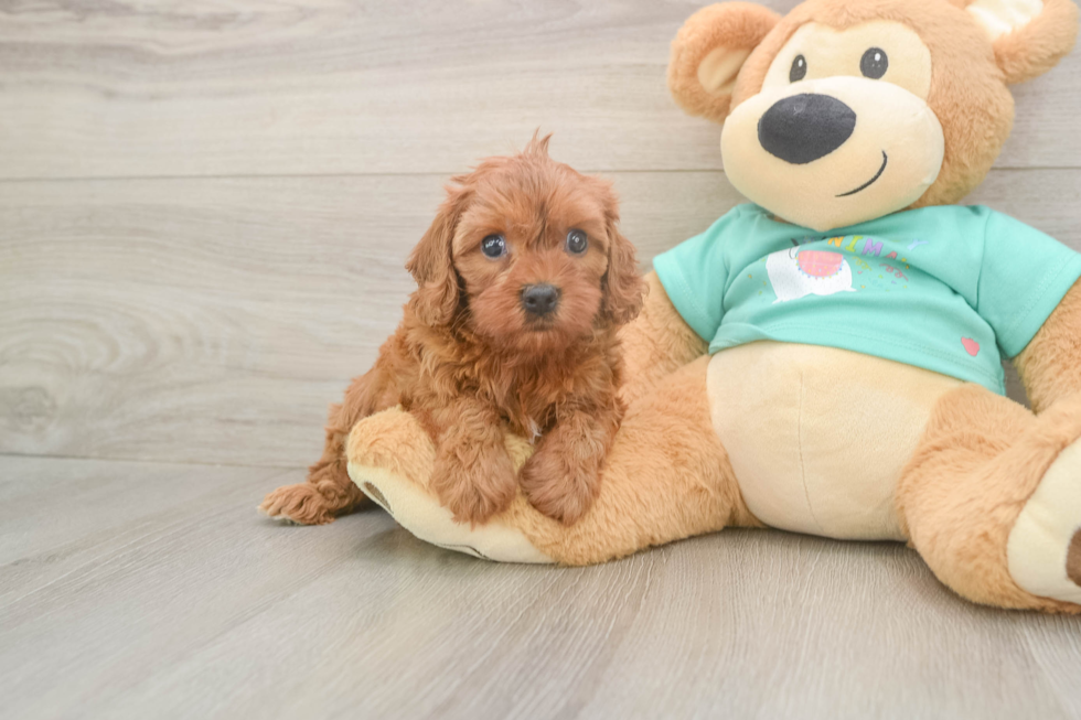 Sweet Cavapoo Baby