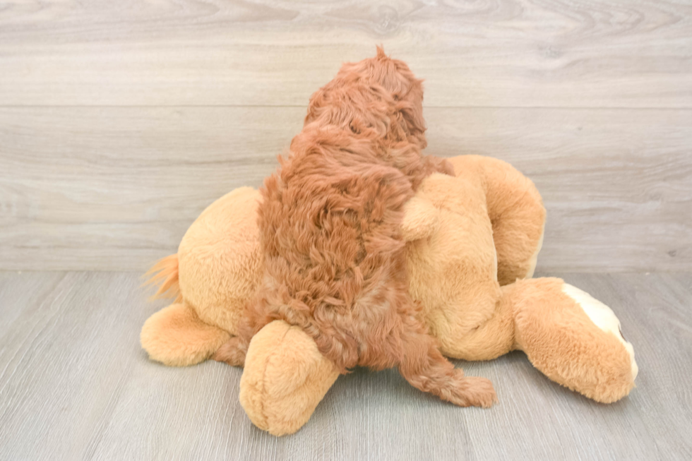 Cavapoo Pup Being Cute