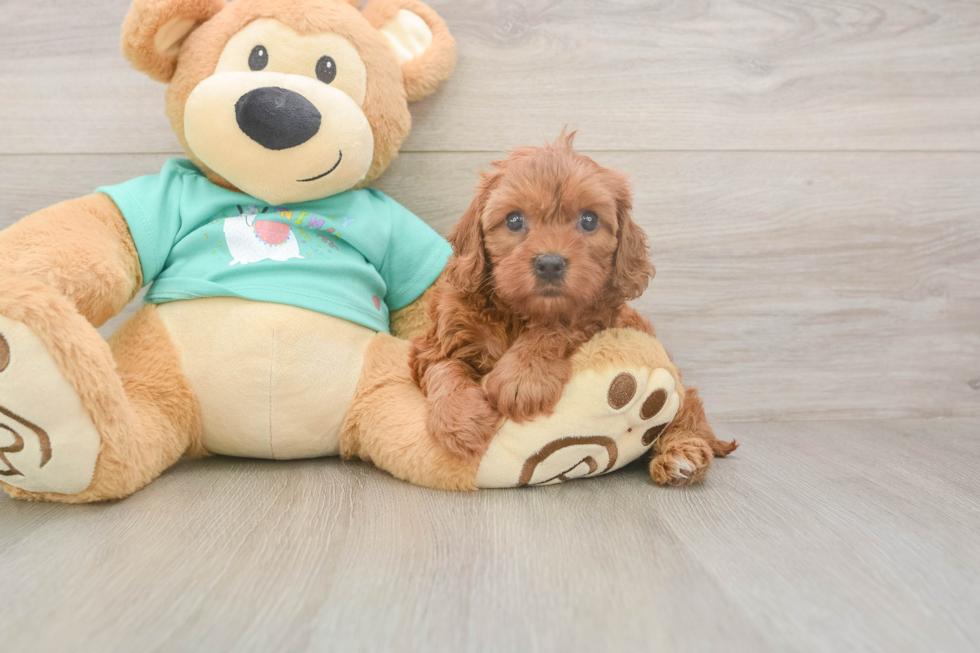 Petite Cavapoo Poodle Mix Pup