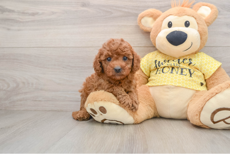 Cavapoo Pup Being Cute