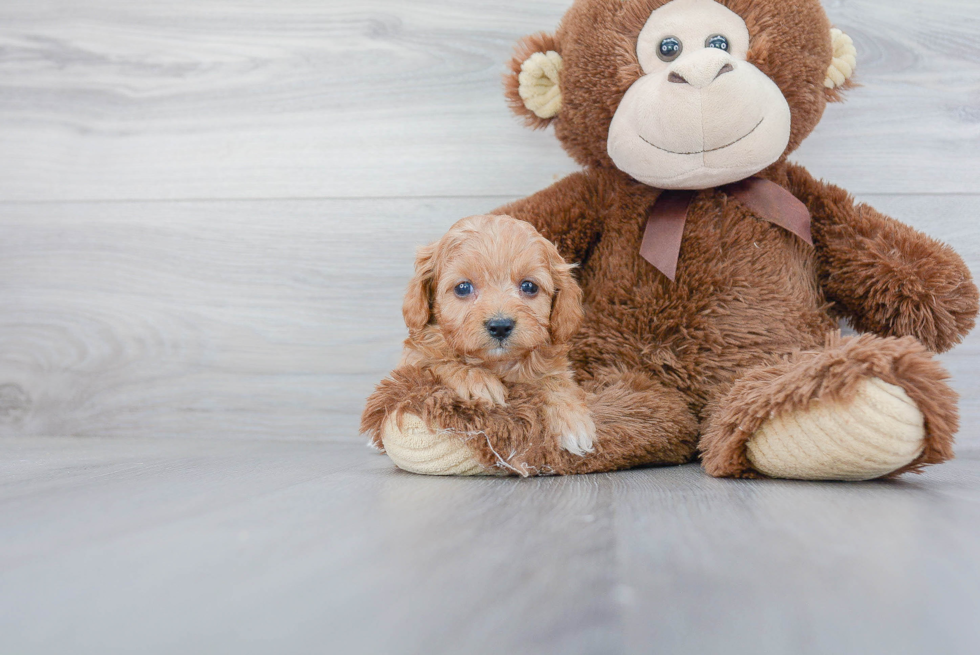 Popular Cavapoo Poodle Mix Pup