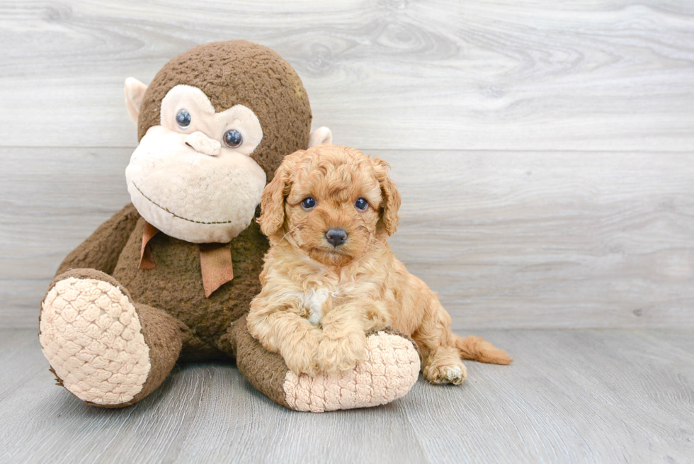 Best Cavapoo Baby