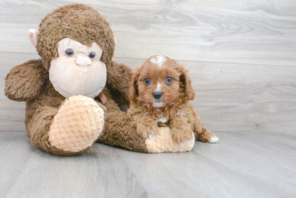 Funny Cavapoo Poodle Mix Pup